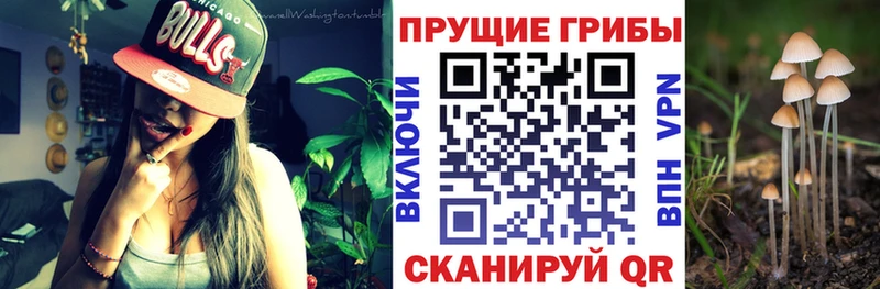 купить закладку  Избербаш  Галлюциногенные грибы Cubensis 